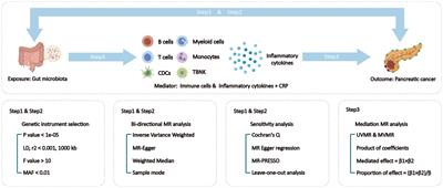 Gut microbiota and pancreatic cancer risk, and the mediating role of immune cells and inflammatory cytokines: a Mendelian randomization study